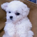 모던켄넬 이미지