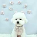 원펫살롱 이미지