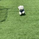 두부네 애견카페 이미지