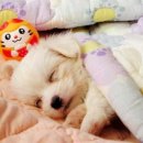 개귀여워 이미지