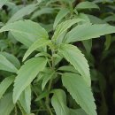 블루세이지 이미지