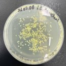 [비긴랩 바이오 교육 5주차] Colony PCR, plasmid prep, Cell line change
