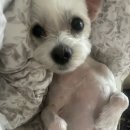 이따봐요 | 부산 금정구 애견미용 잘하는 곳 이따봐요(세 번 방문 후기)