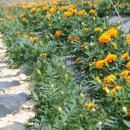 김문수농장 이미지