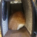 오렌지 동물병원 이미지