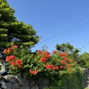 스테이 룰루랄라 | 6월 제주도 여행 구좌읍 감성숙소 추천[스테이 룰루랄라]