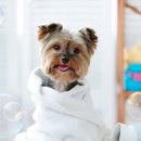 북광주동물약국 이미지