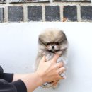 일산요미독강아지분양 | 🐶 신비로운 댕댕이 발견! 반포강아지분양 요미독 솔직 후기 🐾