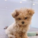 그레이동물병원 강남점 이미지