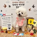 케어독 하우스 | 광주강아지유치원 마마스미독펜트하우스 광주애견유치원&amp;애견호텔 본점