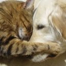 강아지와 고양이 이미지