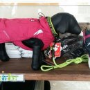 다원동물병원 이미지