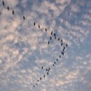 캔버스(CANVAS) 이미지