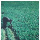 산마늘밥 이미지