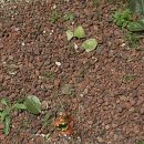 새들한의원 | [블챌] 왓츠인마이블로그 8주차