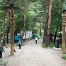 금강송 생태경영림 이미지