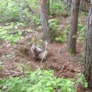금북정맥 3구간 물래산-장군산-금강산-비룡산-성왕산-간대산-은봉산 이미지