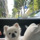 뭉치펫택시 이미지