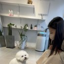 츄츄살롱 이미지