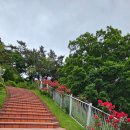 개털깍는 사랑이네 이미지