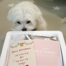 오지의 펫테이블 이미지