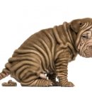 위드동물병원 이미지