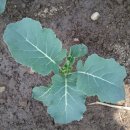 수아네 농장 이미지