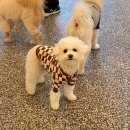 해뜨는댕 | 양주 ㅣ 해뜨는댕 : 우리 강아지가 더 좋아하는 옥정 애견 유치원🐶❤️