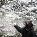 탄동천-2 이미지