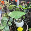 옹달샘분수 이미지