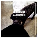 이뻐해줄개 네이버블로그