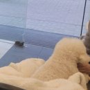 마티애견 이미지