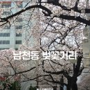 삼익비치타운아파트 | 부산 벚꽃 명소 남천동 벚꽃거리 삼익비치 실시간 개화 정보