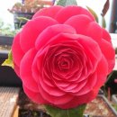 블랙로즈