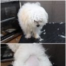 애견깍새 이미지