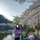 유니맘 | 천안 아산 아기랑 벚꽃 구경. 호서대 아산캠퍼스 세출저수지 나들이