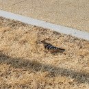 긴자료코 대구수성점 이미지