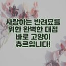 사랑하는 반려묘를 위한 완벽한 대접 바로 고양이 츄르입니다!