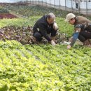 조선농장 이미지