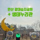 갈대습지공원 | 안산 갈대습지공원 나들이｜아이랑 가기 좋은 생태누리관 + 미디어아트 + 산책 코스