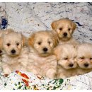 오산25시종합동물병원 이미지