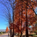 천년의 숲 화장실 | 경북천년숲정원 절정! 경주 가을여행 핫플 외나무다리 메타세쿼이아길 핵심 코스