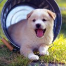 이쁜강아지 이미지