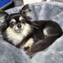 독트럴간식 이미지