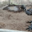돼지농장 이미지