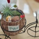 샘머리초교병설 이미지