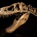 타르보사우루스-1 이미지