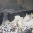 하임동물의료센터 이미지