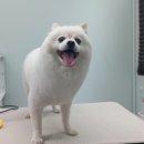 #the예쁘개 이미지