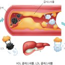 대마종자유 효능 10가지와 부작용 이미지